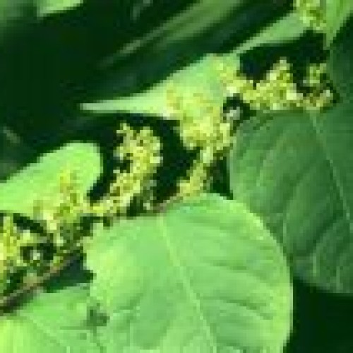 Giant knotweed extract